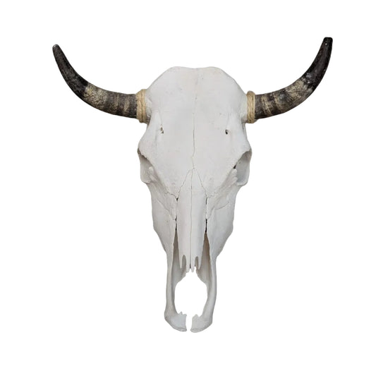 Skull (X63A) - Genuine Cow (Plain)
